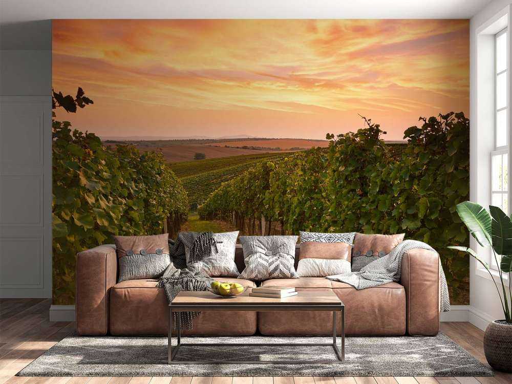 Wijngaard bij zonsondergang