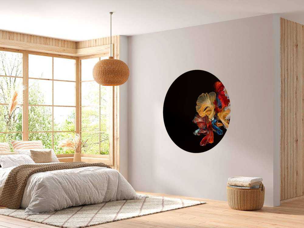 Betta vissen met een zwarte achtergrond