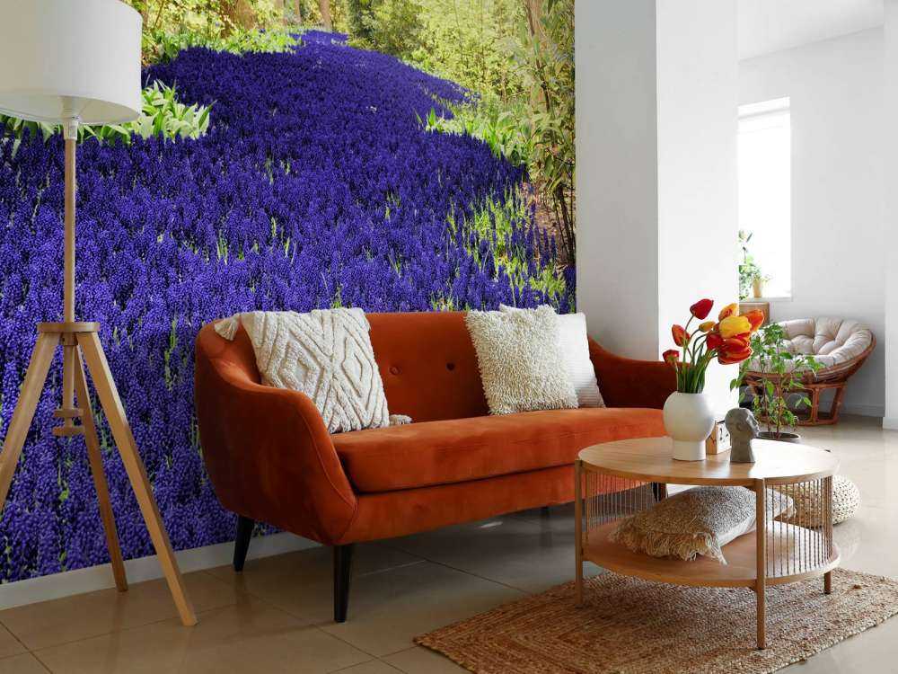 Paarse muscari in de Keukenhof tuinen