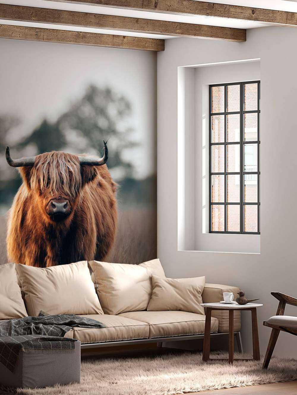 Portret van hoogland vee