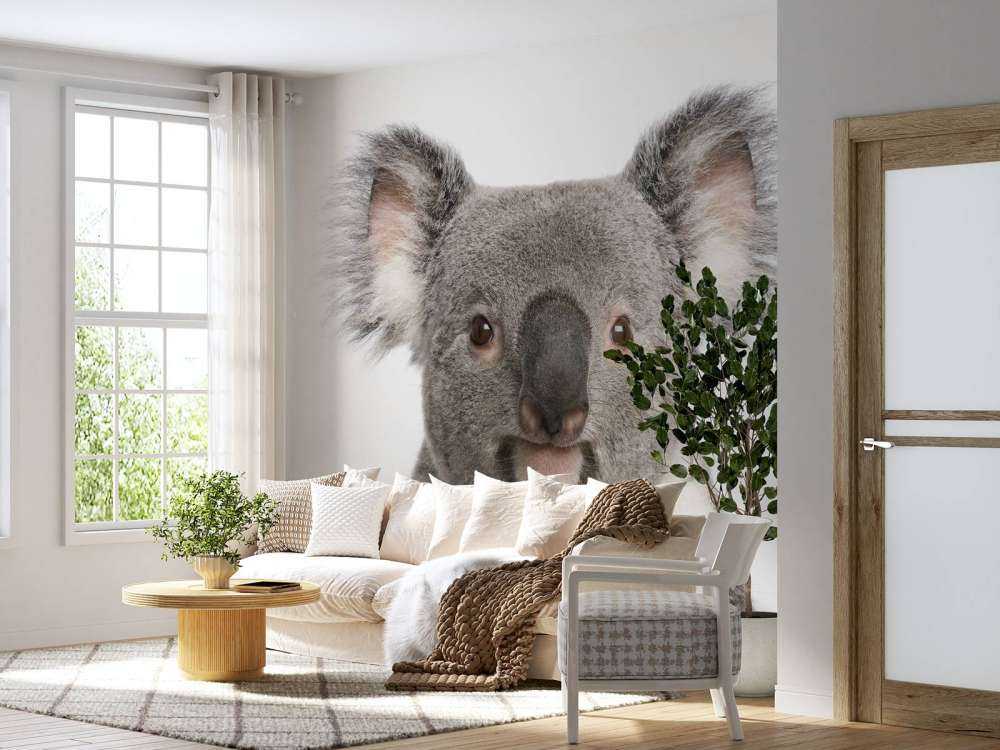 Foto van een koala