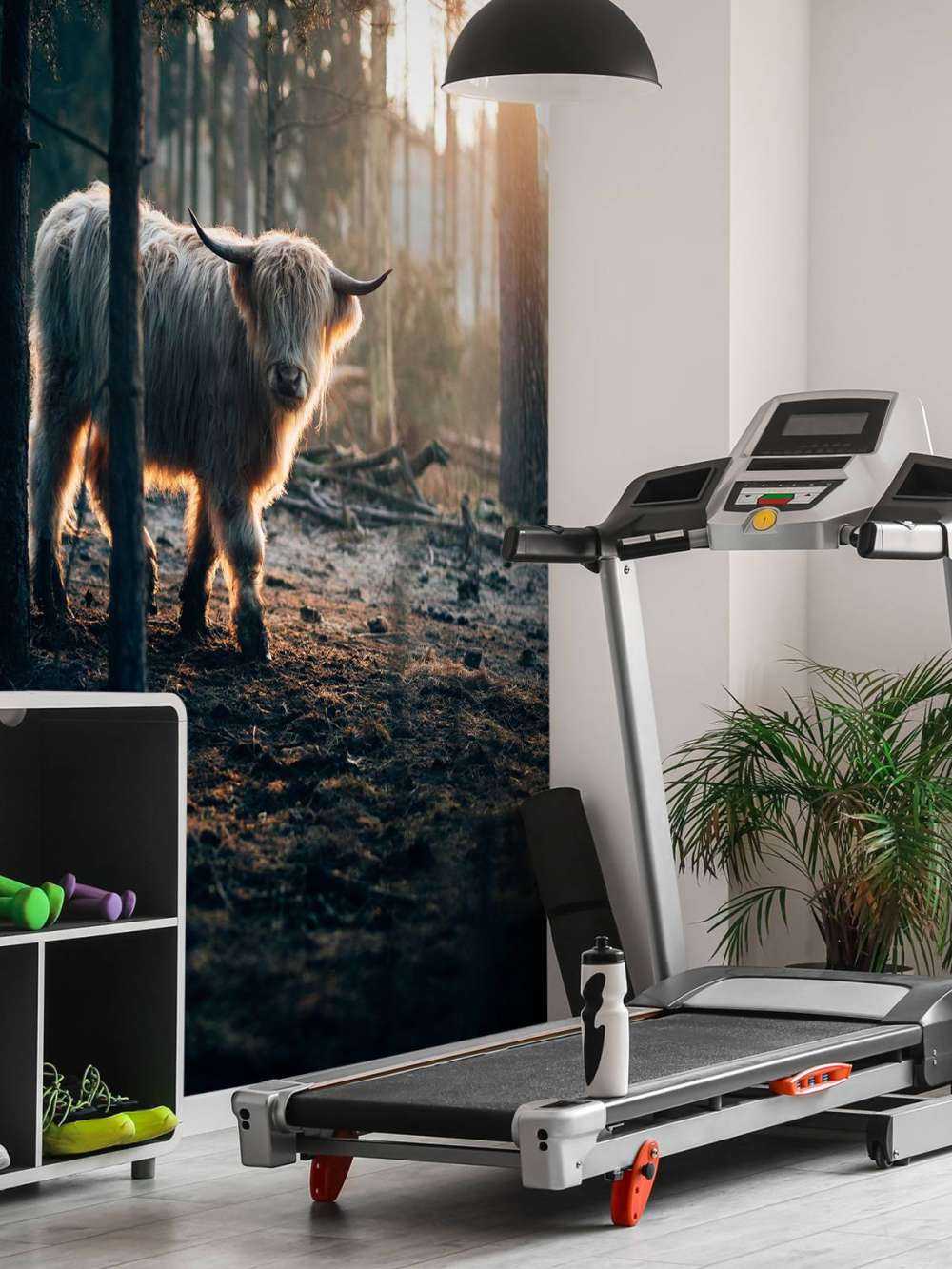 Witte Schotse hooglander