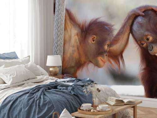 Baby orang oetans