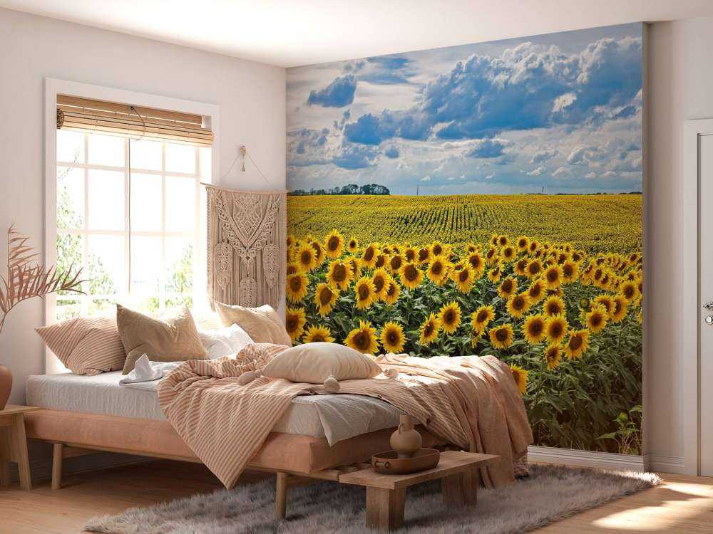 Weiland vol zonnebloemen