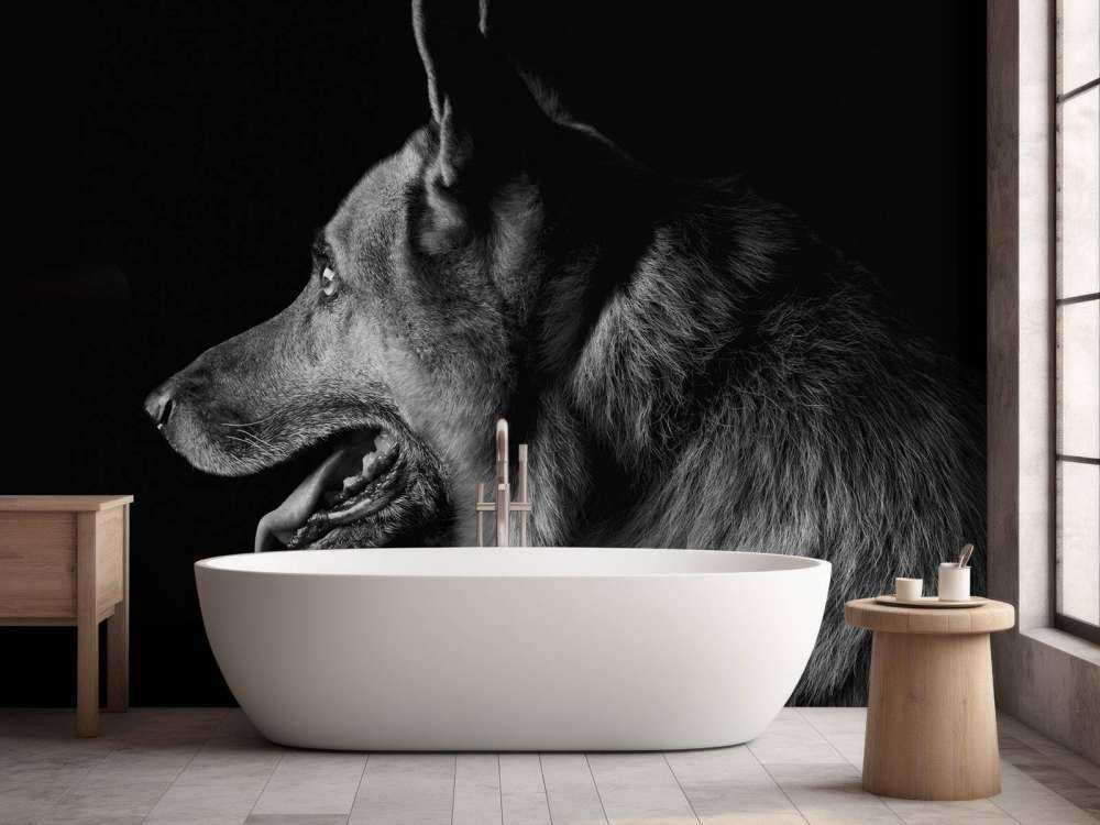 Duitse herdershond met een zwarte achtergrond