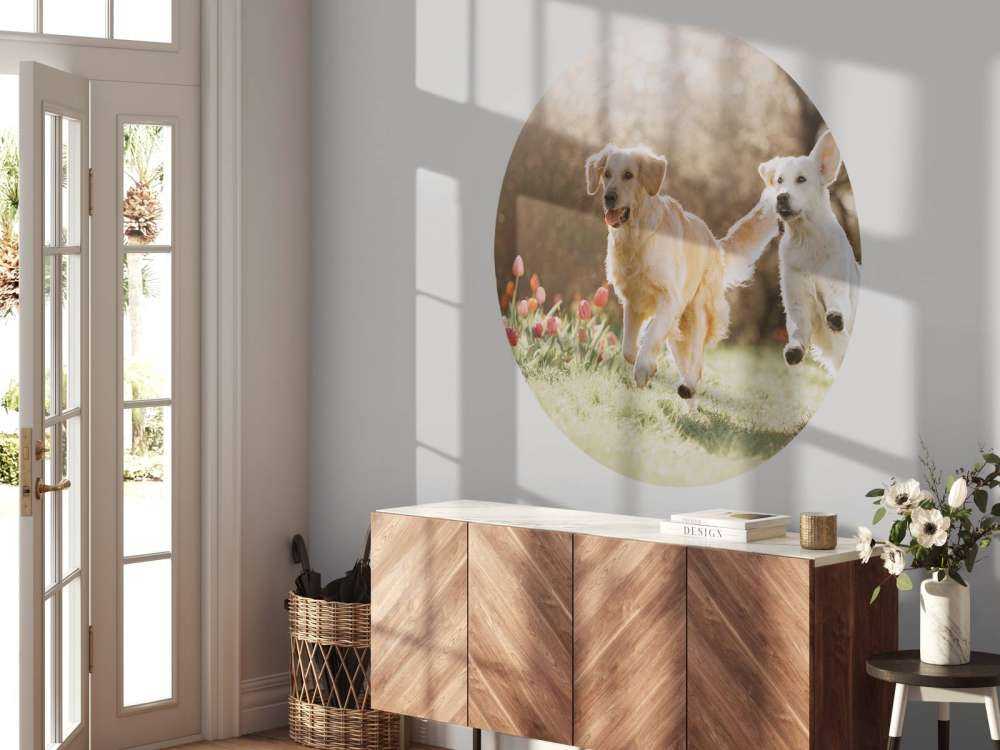 Honden in een parkje