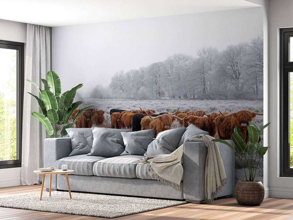 Schotse Hooglanders in een winterlandschap