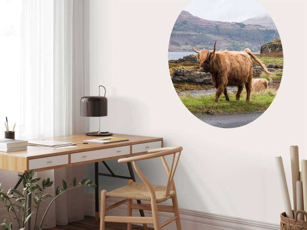 Schotse Hooglander op Mull