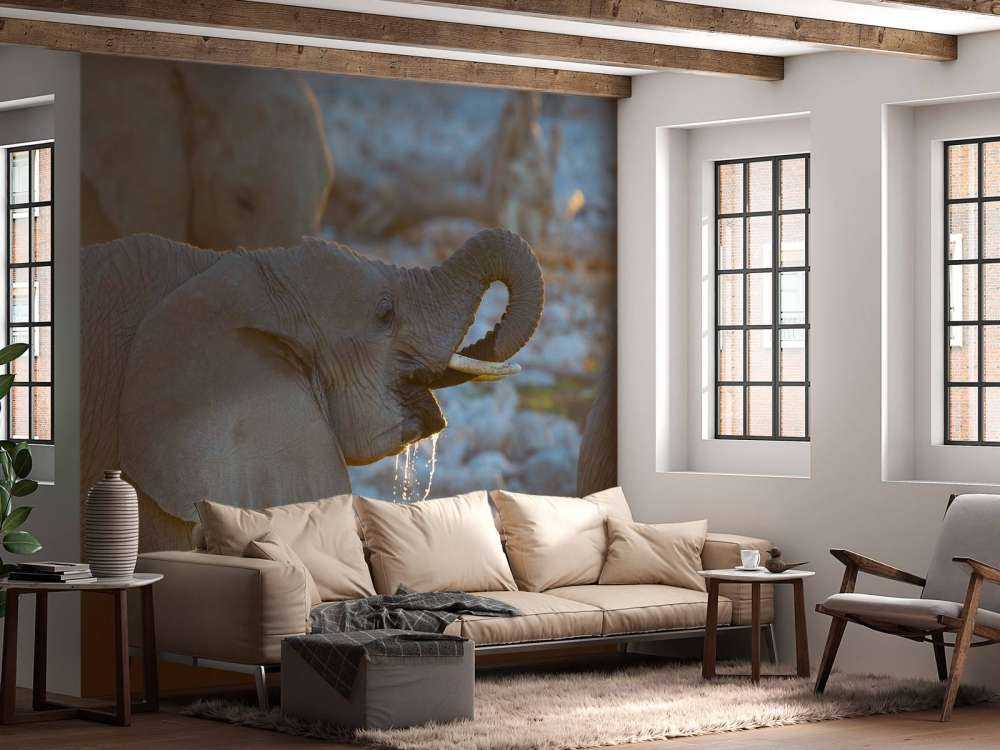 Olifanten drinken water