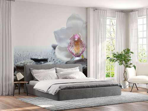 Witte orchidee