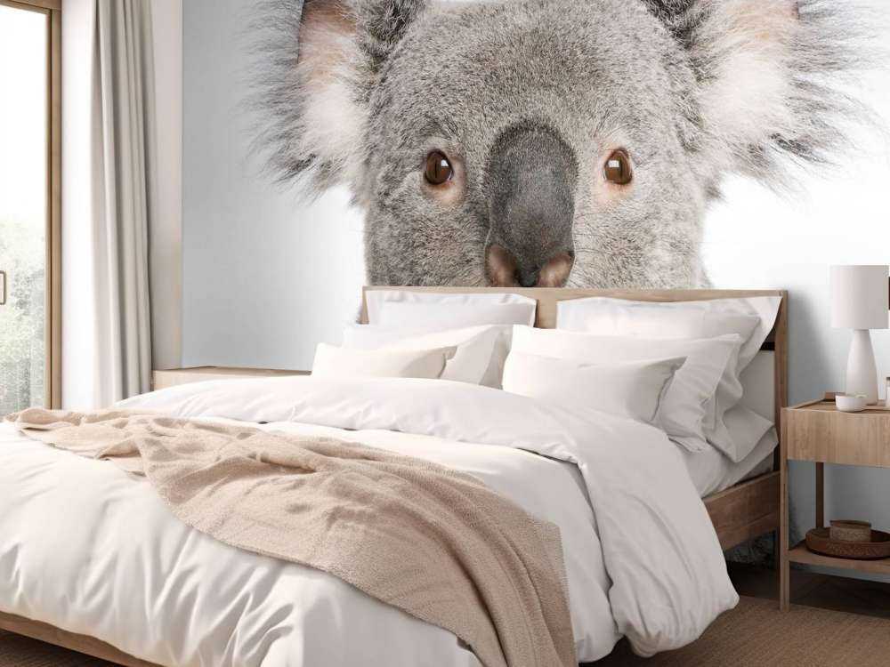 Foto van een koala