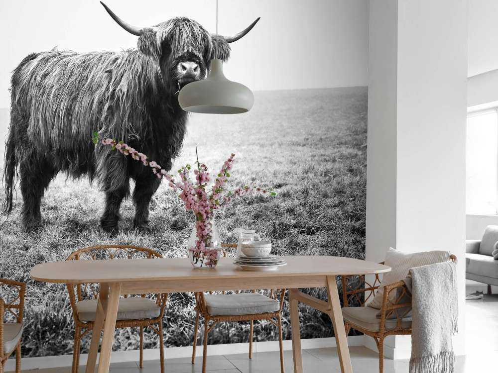 Schotse hooglander in het gras