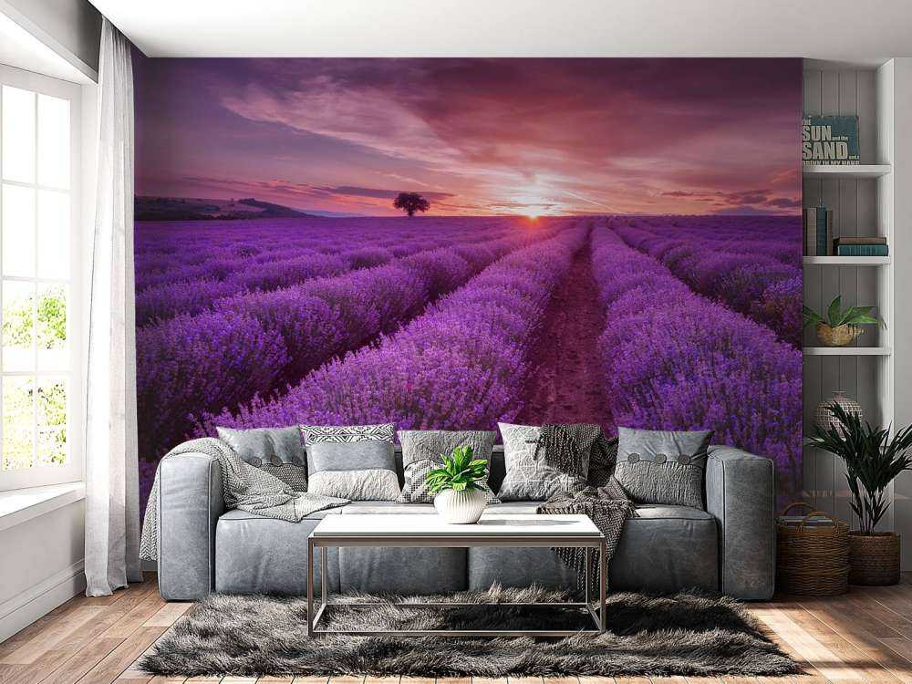 Veld met Lavendel en zon