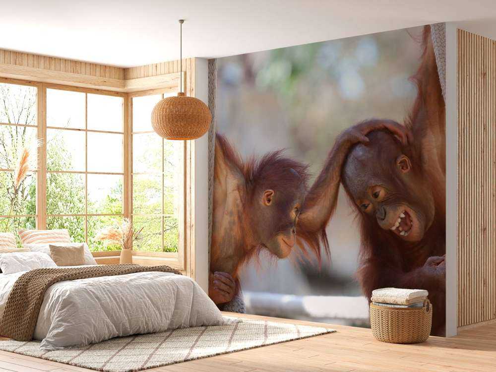 Baby orang oetans
