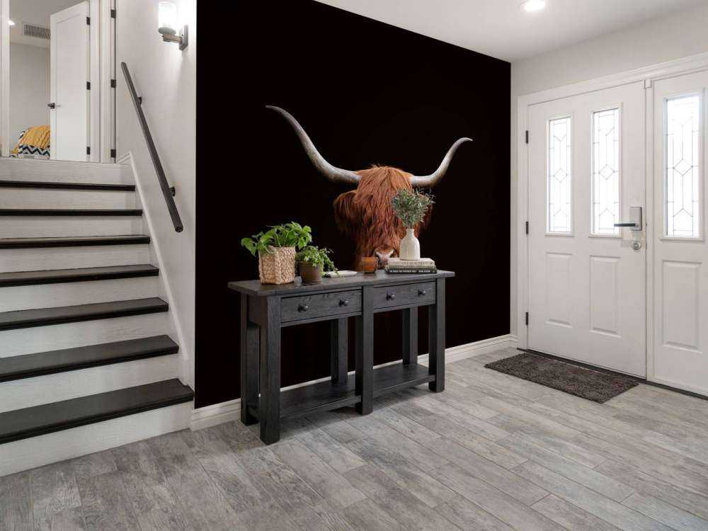 Schotse hooglander op donkere achtergrond