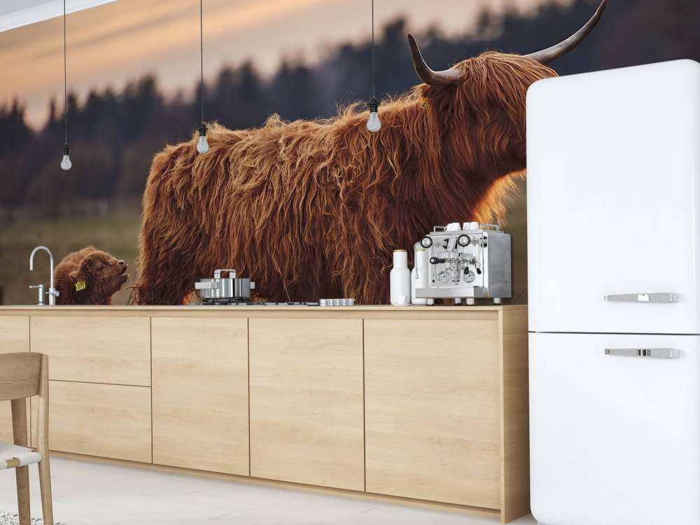 Schotse hooglanders in het weiland
