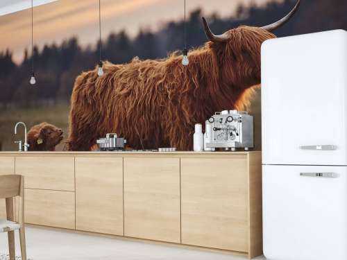 Schotse hooglanders in het weiland
