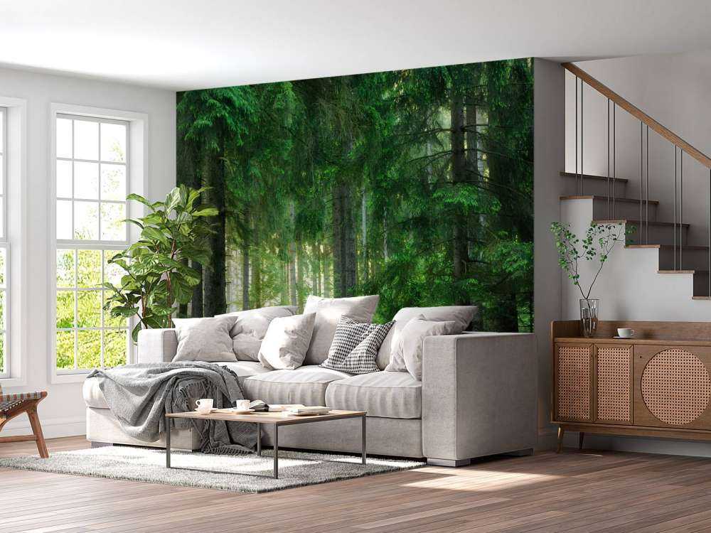 Groen naaldbomen bos
