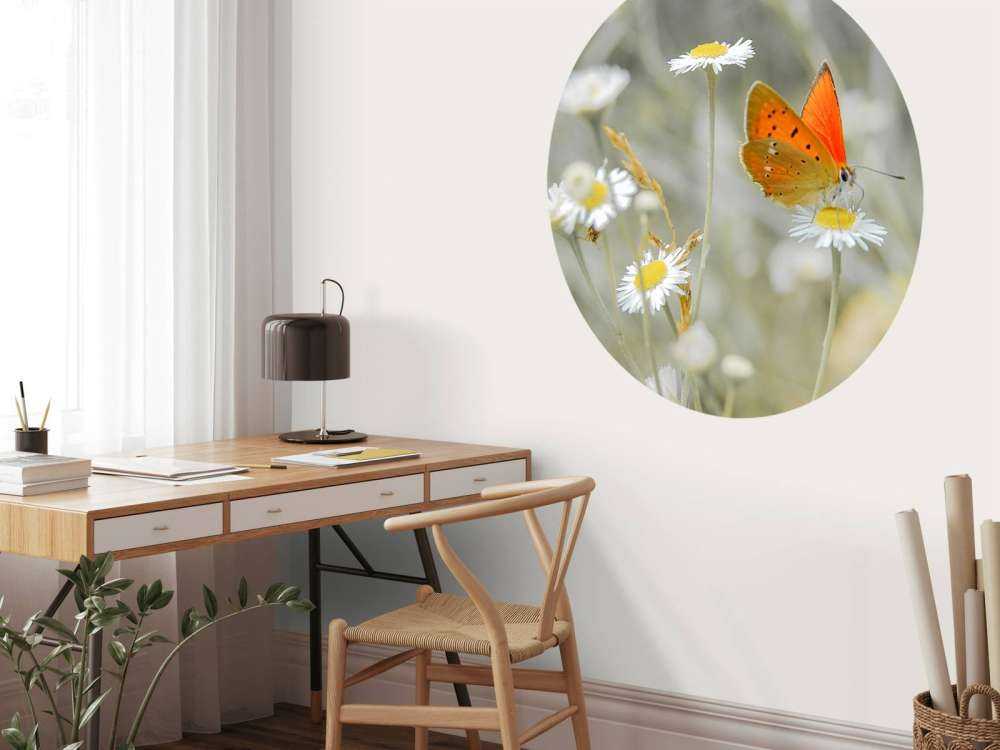 Madeliefjes en oranje vlinder