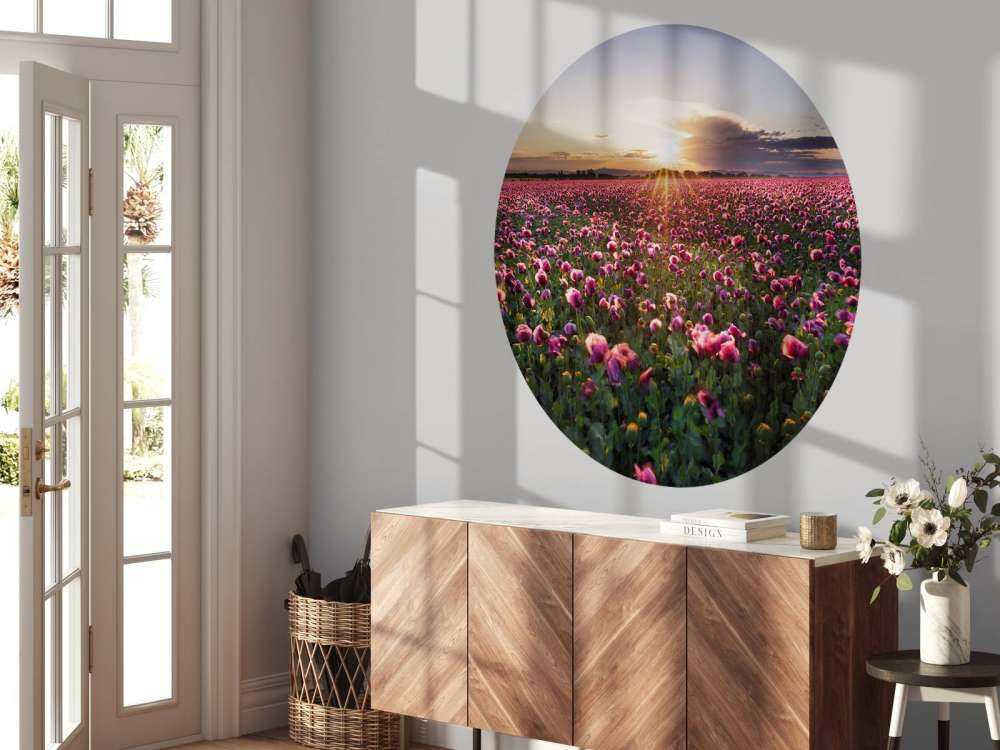 Roze klaprozenveld bij zonsondergang