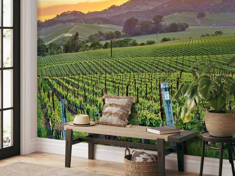 Wijngaard in Californië