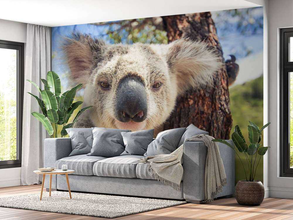 Schattige koala