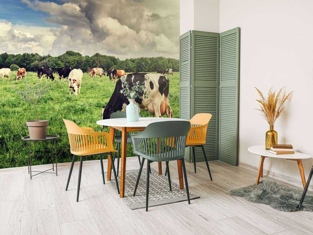 Koeien grazen in weide