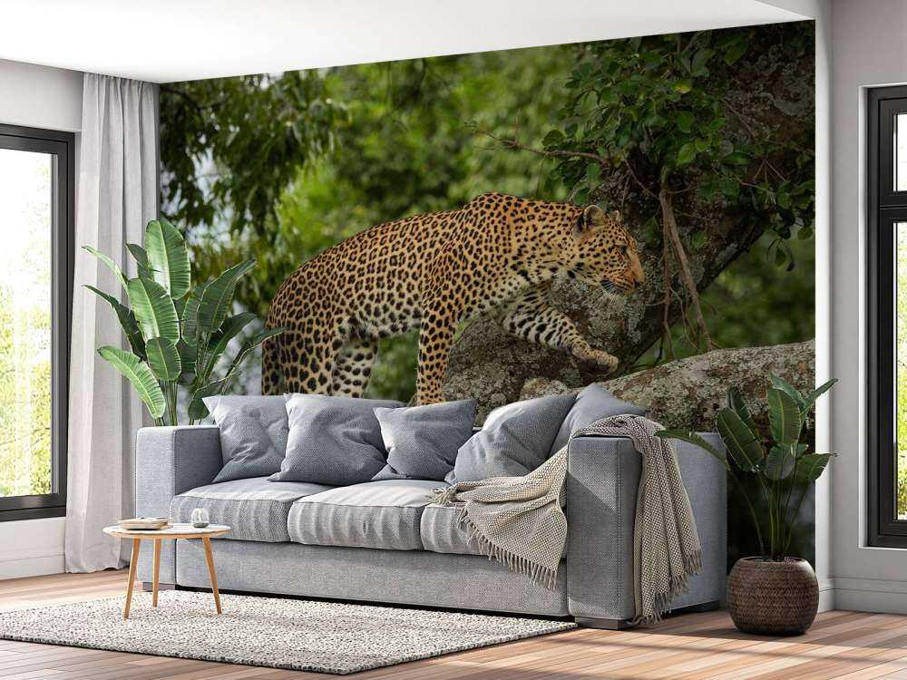 Luipaard klimt in een boom