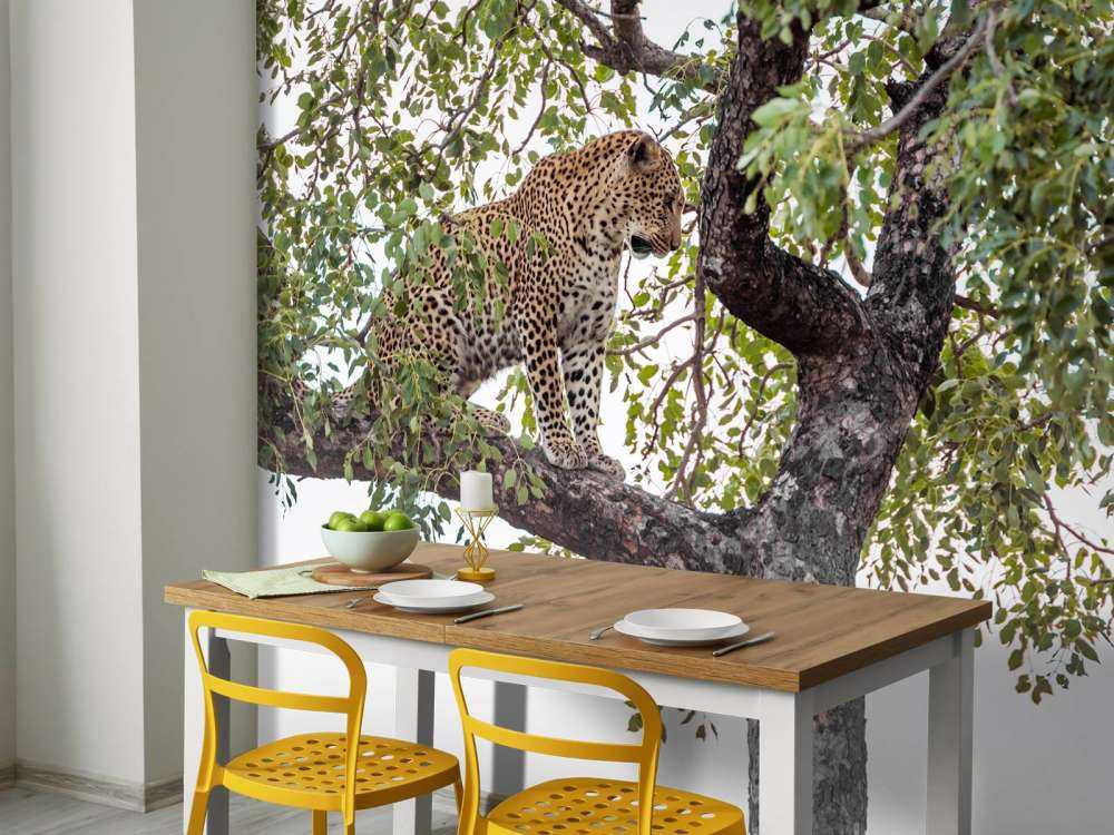 Luipaard in Kruger National Park