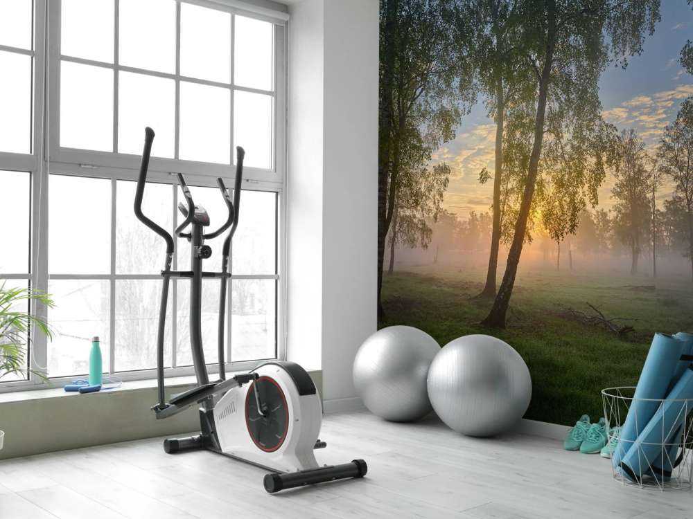 Zonsopgang bij de berken