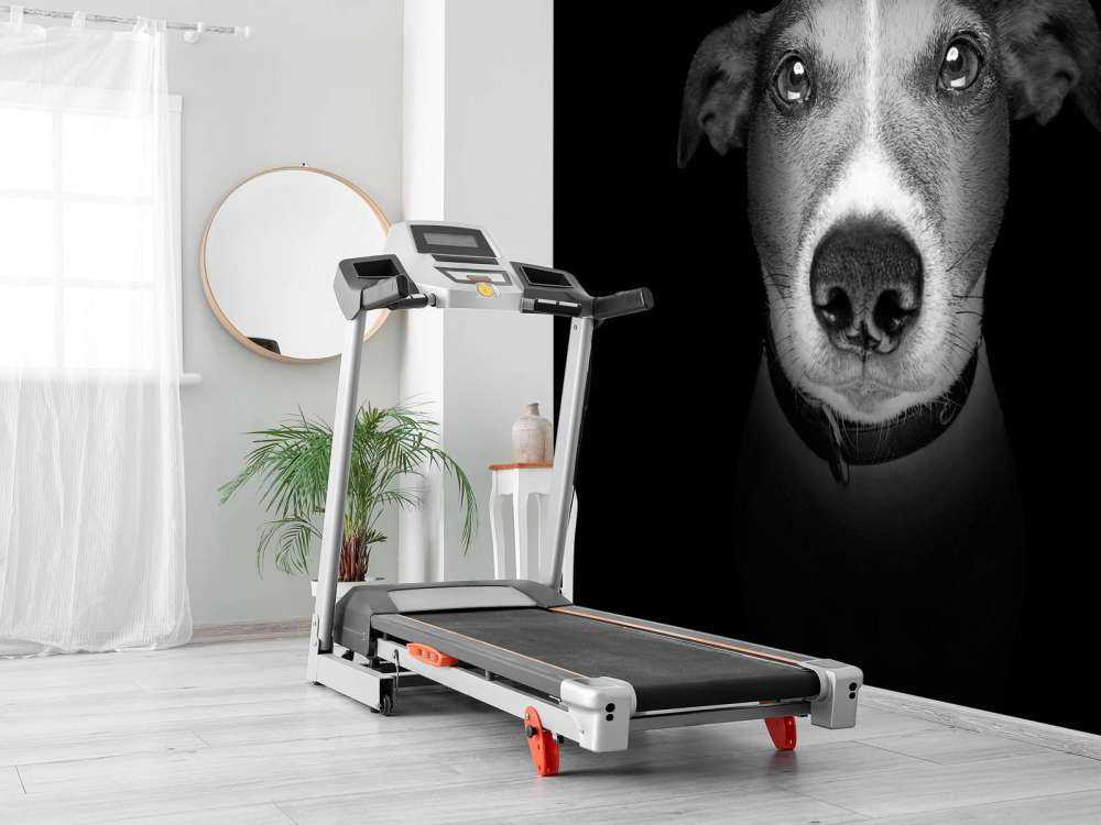 Jack Russel met een zwarte achtergrond