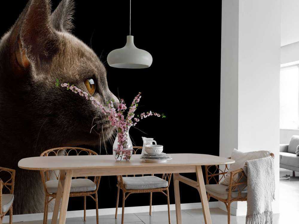 Schattig katje met een zwarte achtergrond