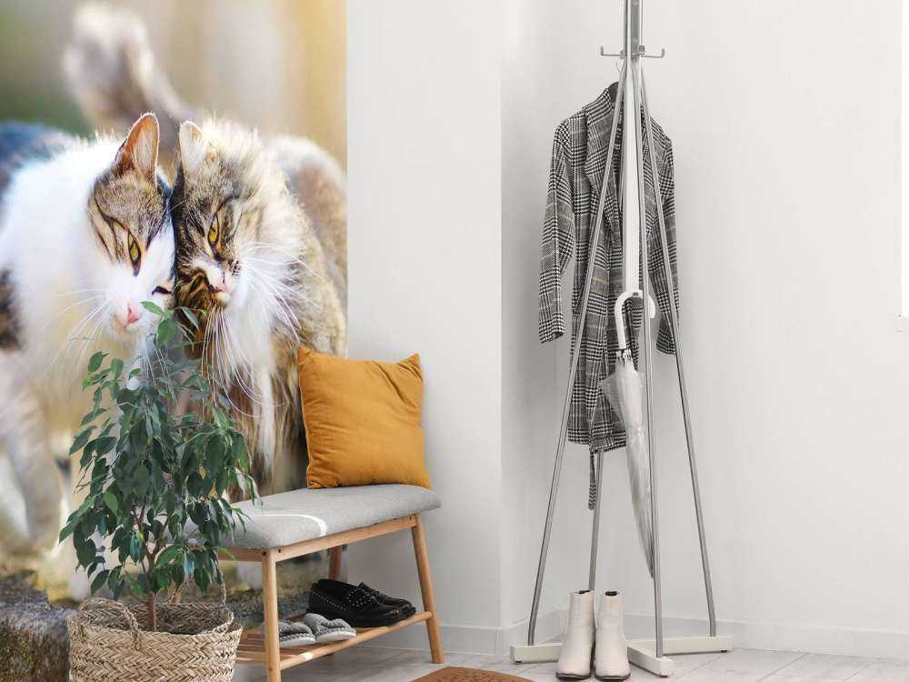 Twee schattige katjes