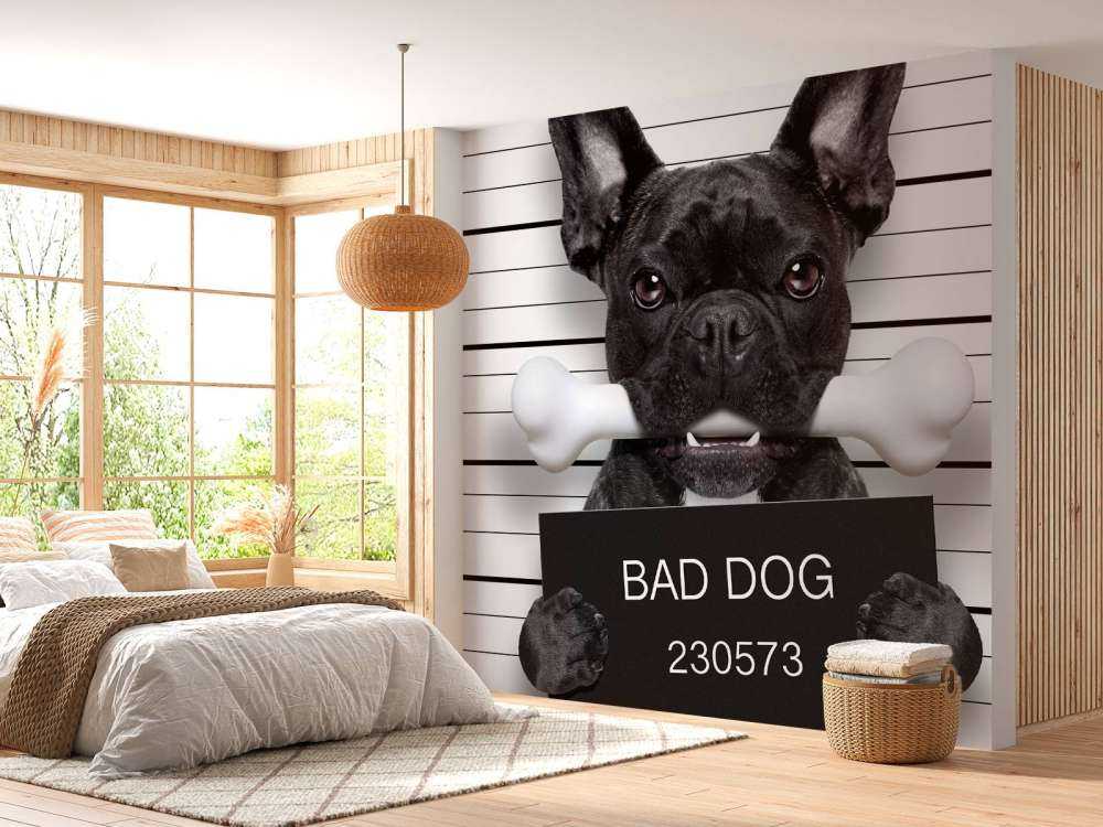 Franse Bulldog in de gevangenis