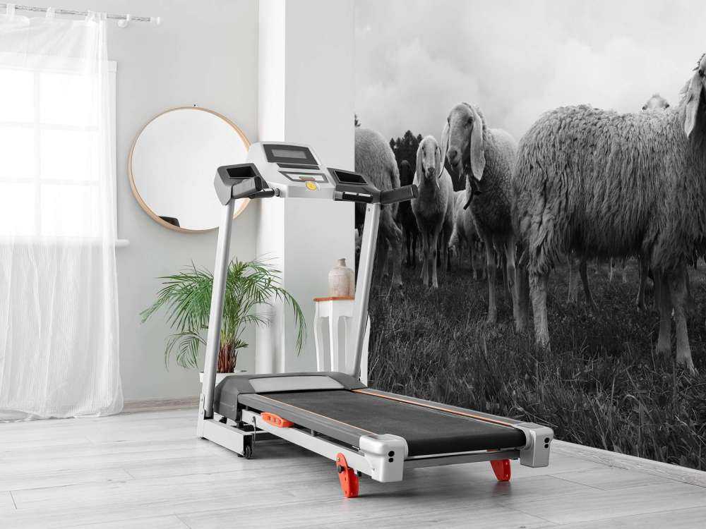 Kudde schapen in zwart-wit