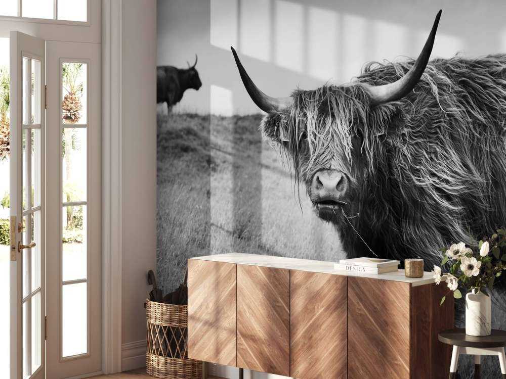 Schotse Hooglanders in zwart-wit