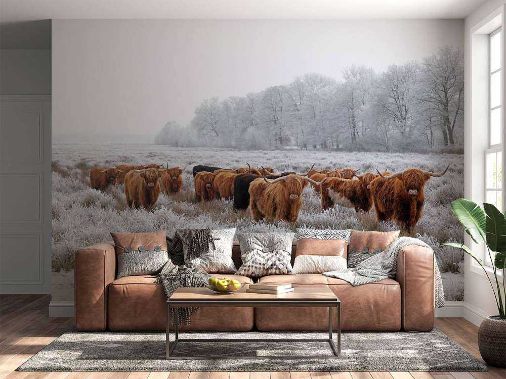 Schotse Hooglanders in een winterlandschap