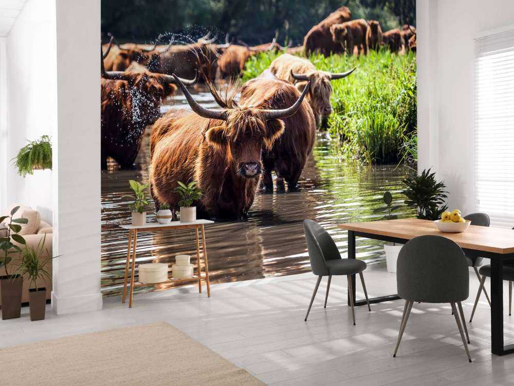 Schotse Hooglanders in het water