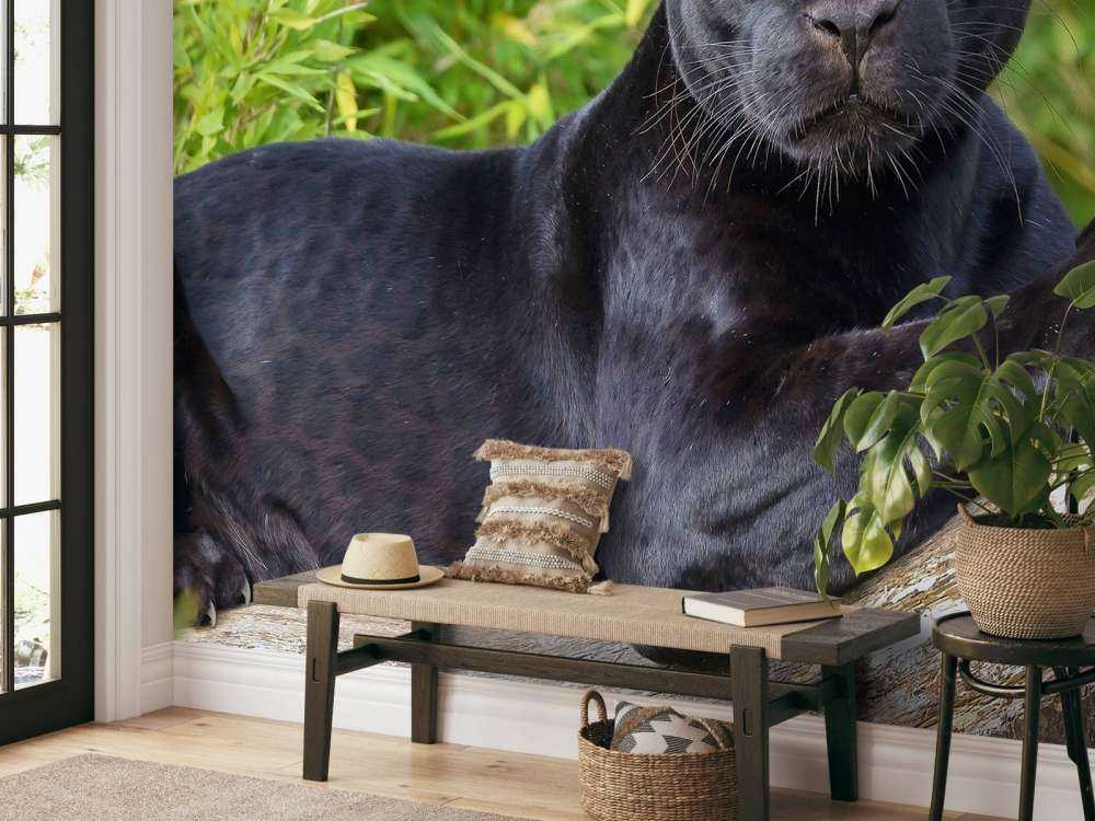 Zwarte panter op een boom