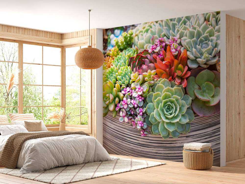 Verschillende vetplanten