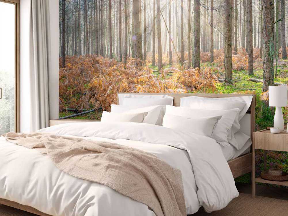 Bos tijdens de zonsopkomst