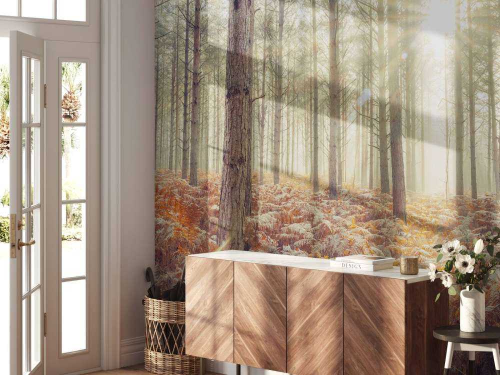 Zonnestralen door de koude bomen