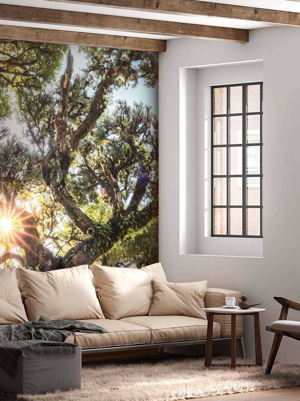 Zonlicht door oeroude boomkronen