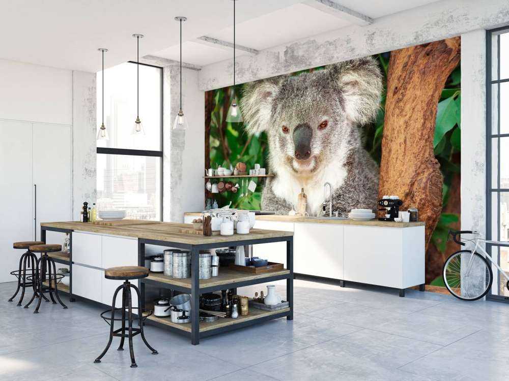 Australische koala in een boom
