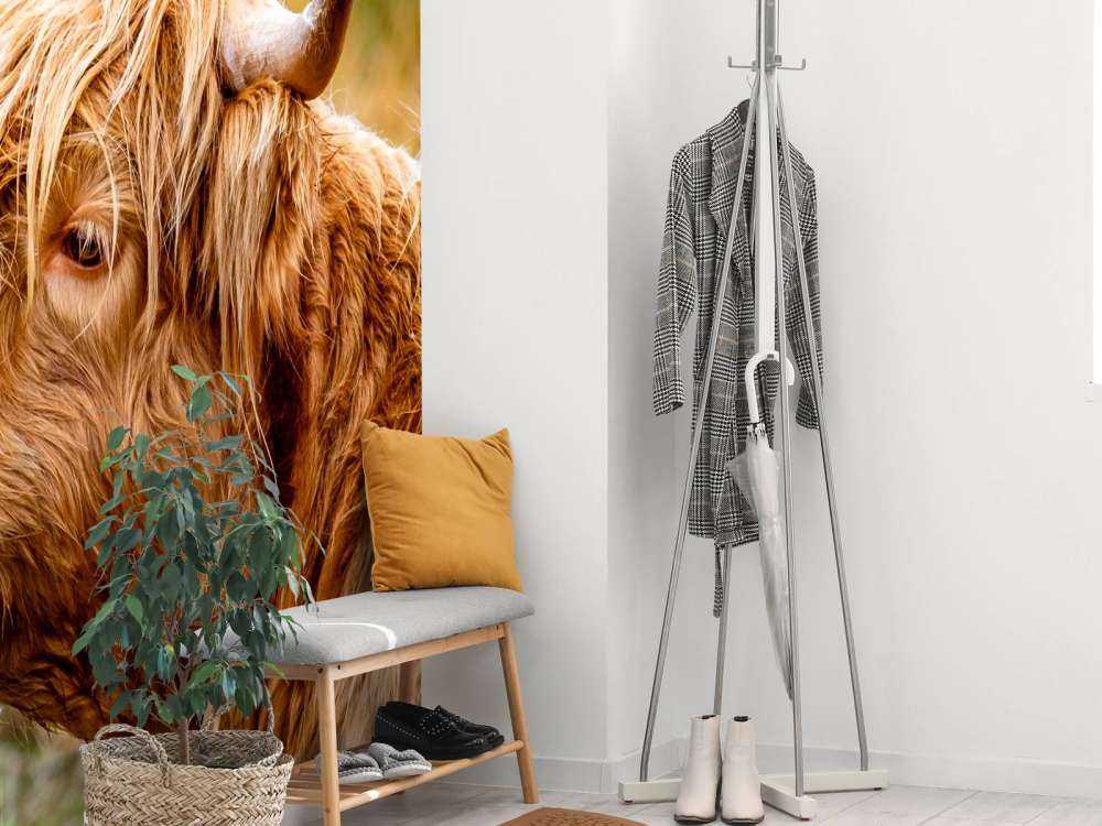 Hooglanders in de Weide