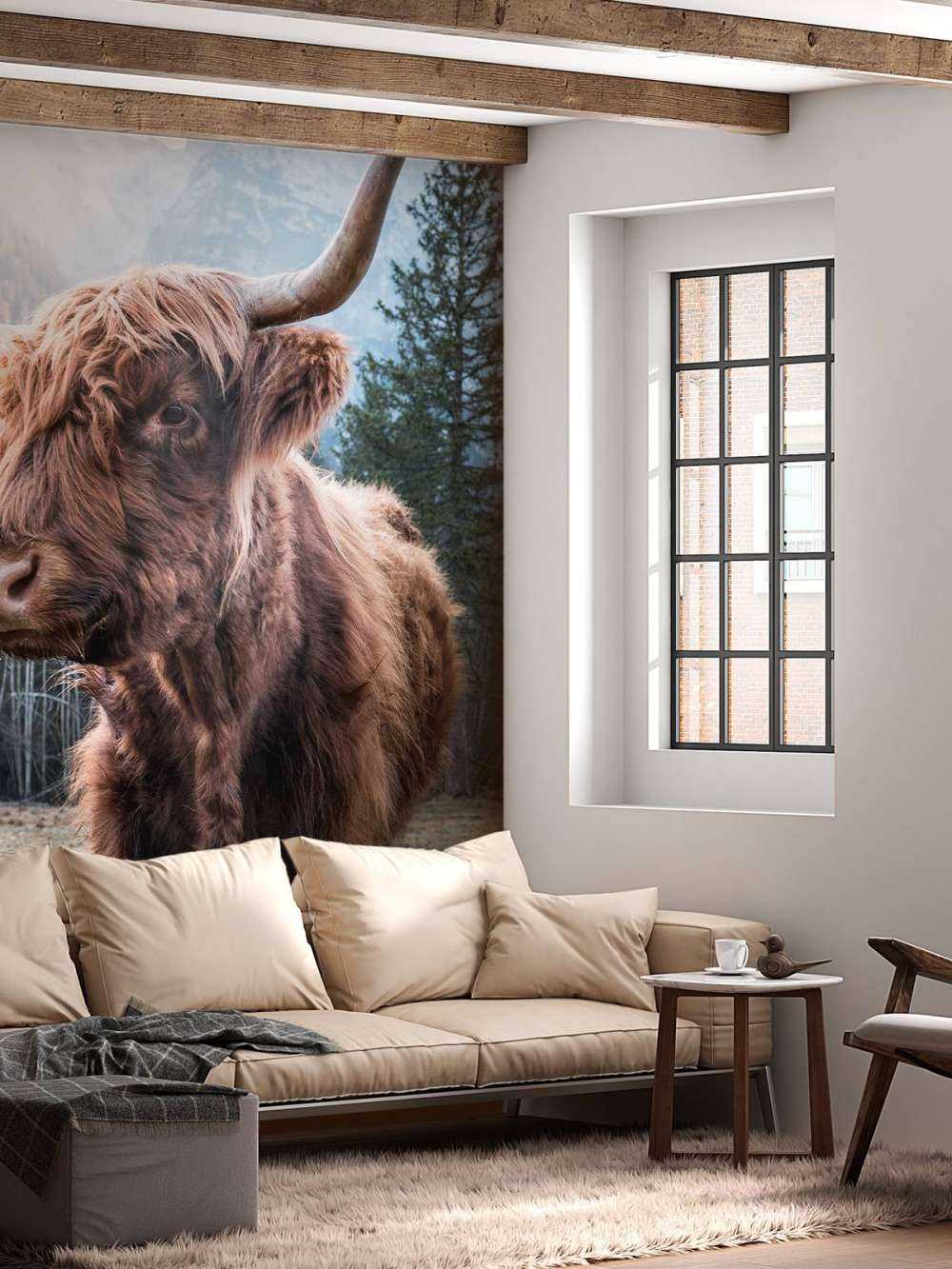 Schotse Hooglander in de ochtend