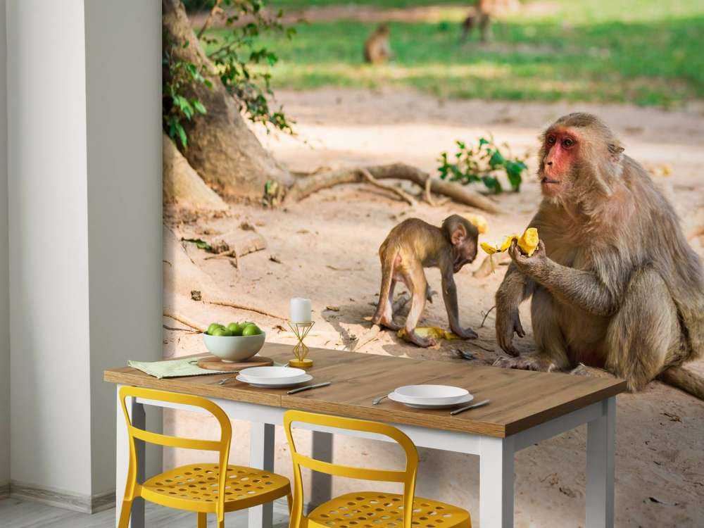 Moeder aap geeft haar kindje te eten