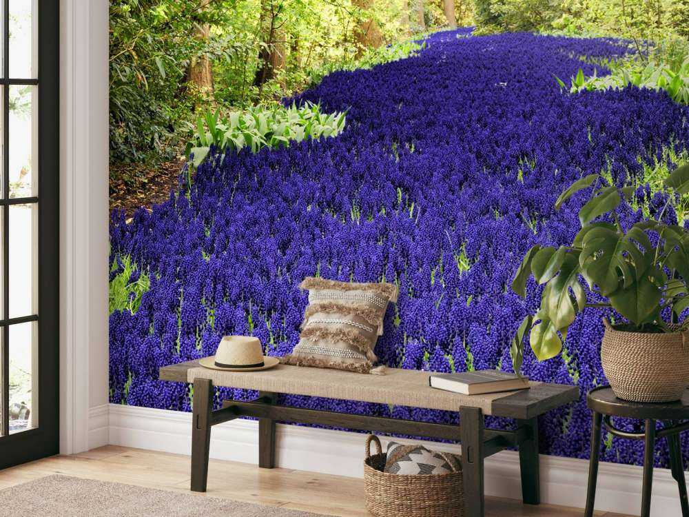 Paarse muscari in de Keukenhof tuinen