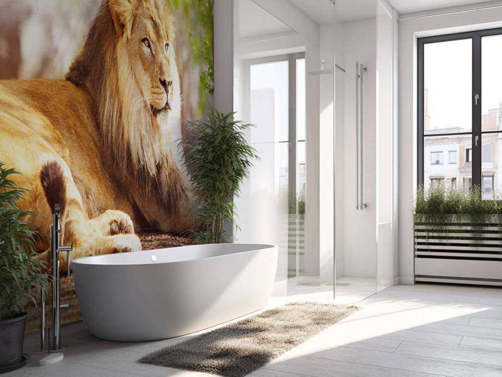 Prachtige Afrikaanse leeuw in de zon