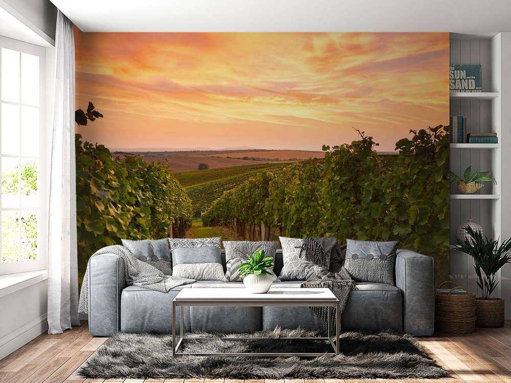 Wijngaard bij zonsondergang